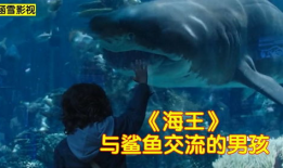 鲨鱼动画短视频,鲨鱼动画短视频揭秘海洋霸主